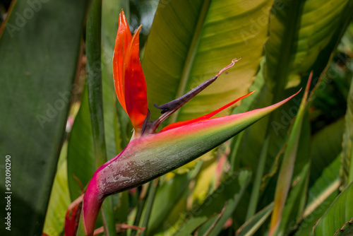 beautiful bird of paradise flowers with blurred background
