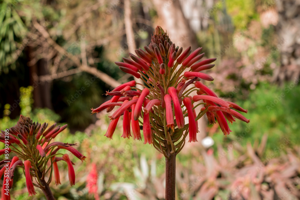 Beautiful succulent aloe plant and red flowers Beautiful succulent aloe plant and red flowers