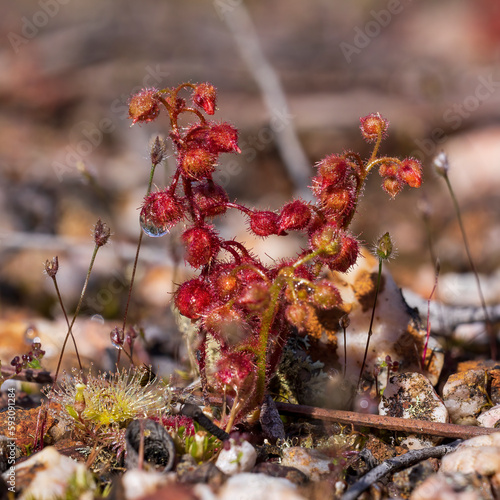 Scarlet Sundew (Drosera glanduligera) AKA the Pimpernel Sundew is a rosetted annual carnivorous plant that is endemic to Australia. photo