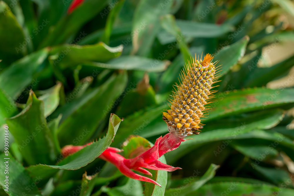 Fototapeta premium Beautiful succulent aloe plant and red flowers