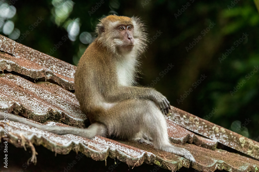 Profile portrait of a Long-tailed Macaque (Macaca fascicularis)