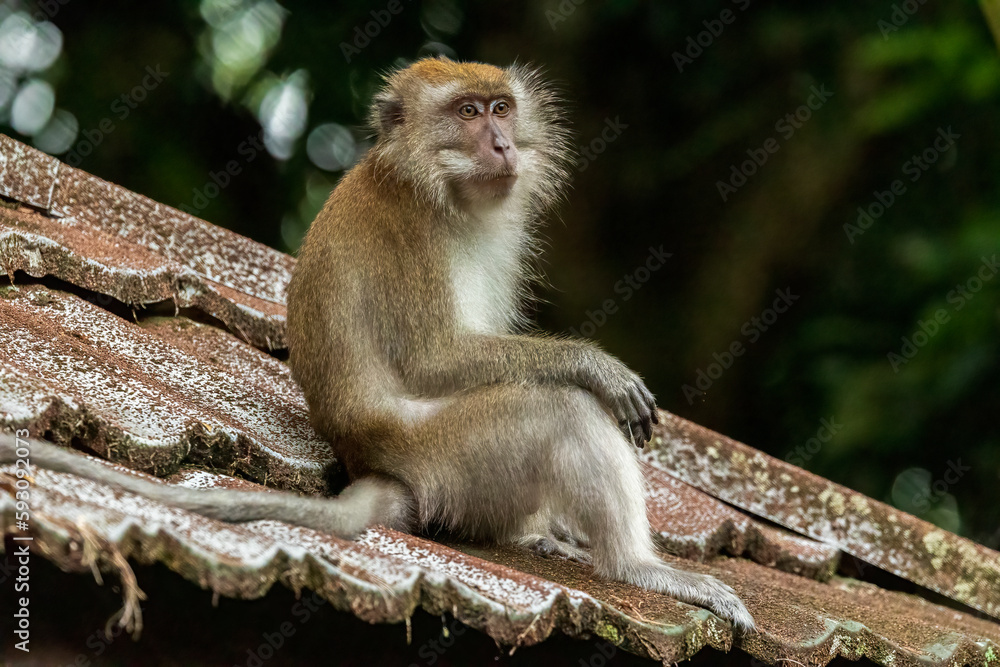 Profile portrait of a Long-tailed Macaque (Macaca fascicularis) Profile portrait of a Long-tailed Macaque (Macaca fascicularis)