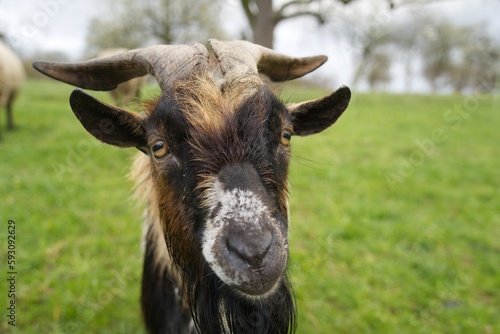 Fototapet Portrait of a beautiful billy goat - focus on the amber colored eyes