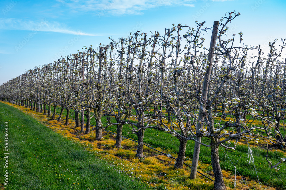 Fototapeta premium Spring white blossom of pear fruit trees in orchard, Sint-Truiden, Haspengouw, Belgium