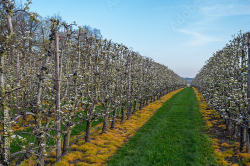 Spring white blossom of pear fruit trees in orchard, Sint-Truiden, Haspengouw, Belgium