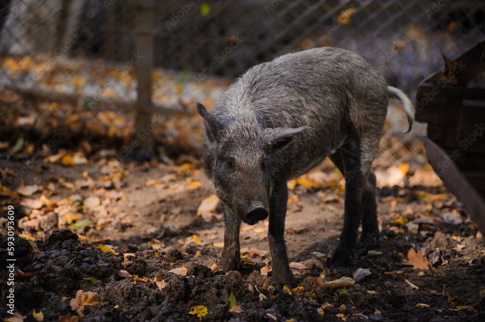 Wild boar in the autumn forest, yellow leaves in the background. Boar in the swamp Wild boar in the autumn forest, yellow leaves in the background. Boar in the swamp