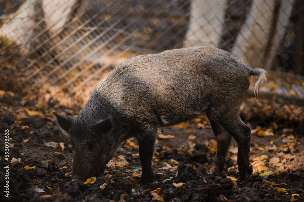 Wild boar in the autumn forest, yellow leaves in the background. Boar in the swamp Wild boar in the autumn forest, yellow leaves in the background. Boar in the swamp