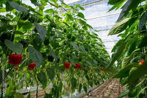 Big ripe sweet bell peppers, red paprika, growing in glass greenhouse, bio farming in the Netherlands