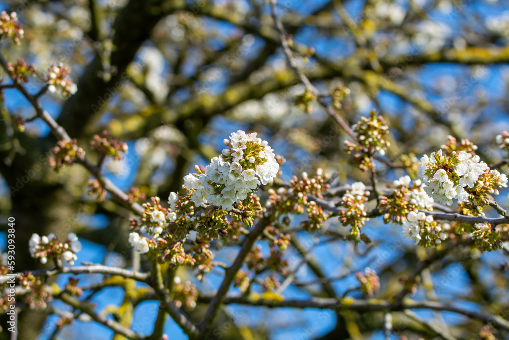 Spring blossom of cherry trees in orchard, fruit region Haspengouw in Belgium, nature landscape Spring blossom of cherry trees in orchard, fruit region Haspengouw in Belgium, nature landscape