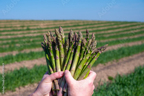 Worker's hands with bunch of fresh green asparagus sprouts growing on bio farm field in Limburg, Belgium, new harvest