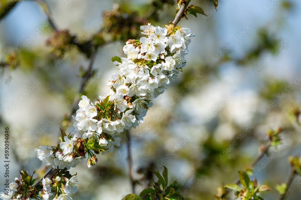 Spring blossom of cherry trees in orchard, fruit region Haspengouw in Belgium, nature landscape Spring blossom of cherry trees in orchard, fruit region Haspengouw in Belgium, nature landscape
