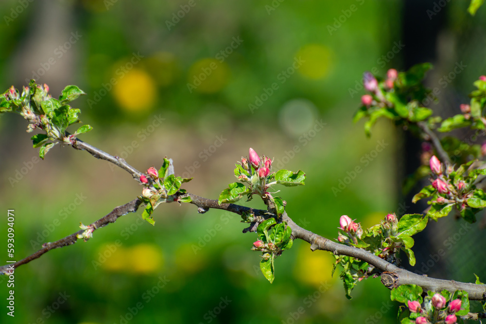 Spring pink blossom of apple trees in orchard, fruit region Haspengouw in Belgium, close up Spring pink blossom of apple trees in orchard, fruit region Haspengouw in Belgium, close up