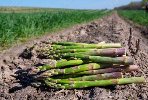 New harvest, bunch of green asparagus sprouts growing on bio farm field in Limburg, Belgium