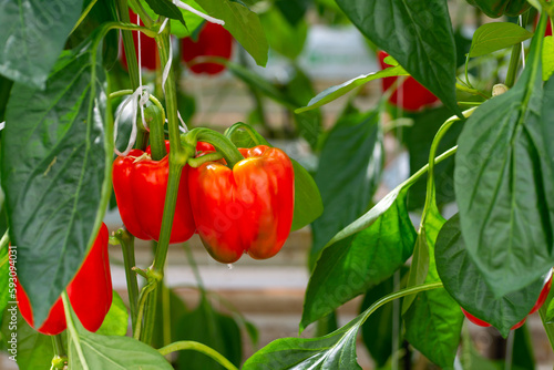 Big ripe sweet bell peppers, red paprika, growing in glass greenhouse, bio farming in the Netherlands