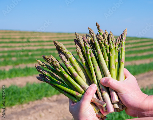 Worker's hands with bunch of fresh green asparagus sprouts growing on bio farm field in Limburg, Belgium, new harvest