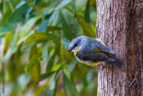 A medium sized mainly yellow robin with a grey back and head known as the Eastern Yellow Robin (Eopsaltria australis). photo