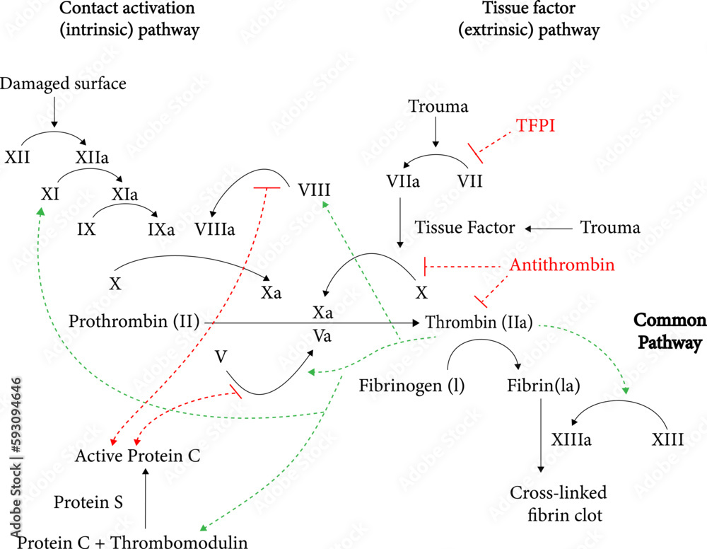 vector image of Coagulation Cascade diagram vector image of Coagulation Cascade diagram