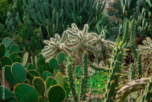 Cylindropuntia tunicata, sheathed cholla cactus photo