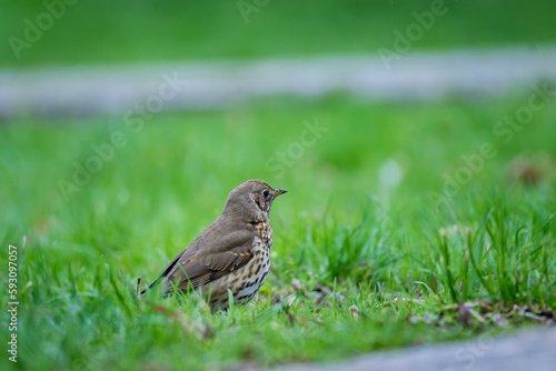 song thrush (Turdus philomelos) roaming in the grass