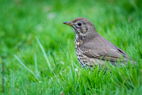 bird song thrush in the grass by the side on a green background