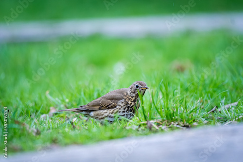 song thrush (Turdus philomelos) roaming in the grass