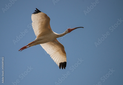 Albus  An American White Ibis spreads its wings as it steaks across a clear sky in Saint Marys  Georgia