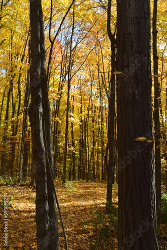 Sentier de la Presqu'ile, Montreal