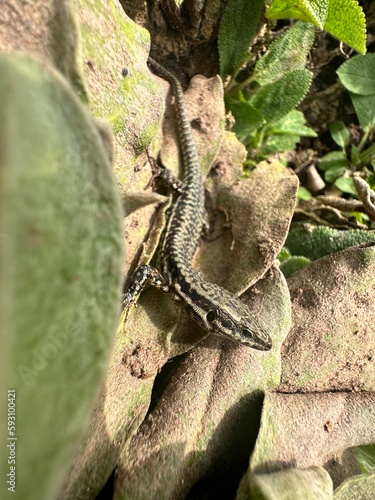 A lizard sits on a plant and sunbathes