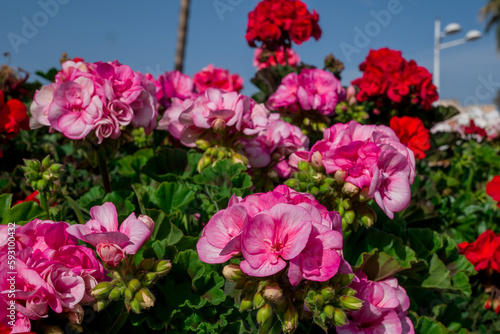 Heaps of geraniums for a beautiful floral background