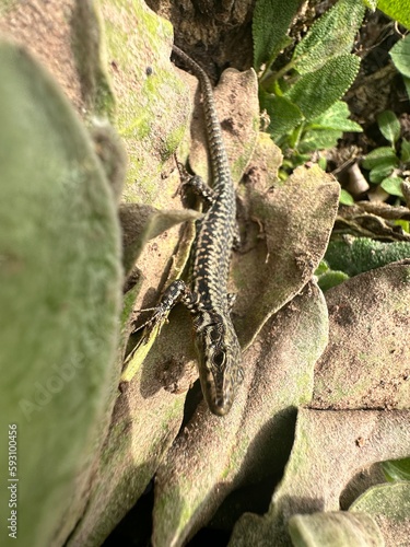 A lizard sits on a plant and sunbathes