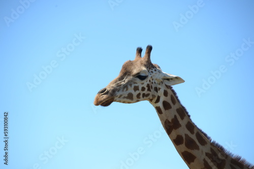 Cute giraffe at the zoo © MITSUHIRO