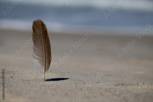 PLUMA
