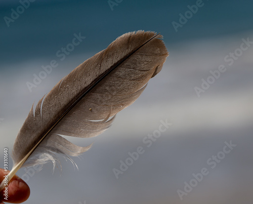 PLUMA 