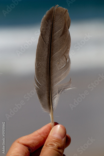 PLUMA 