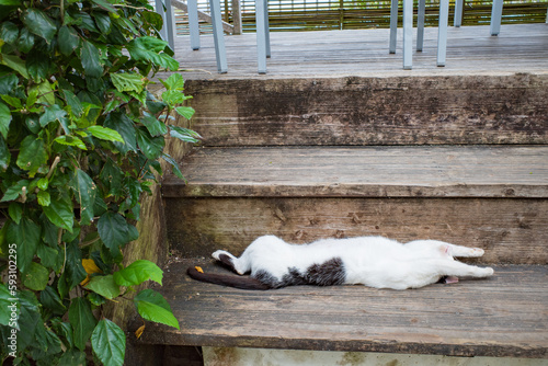 お腹を空に向けて仰向けに寝そべる猫 © 由香利 安澤