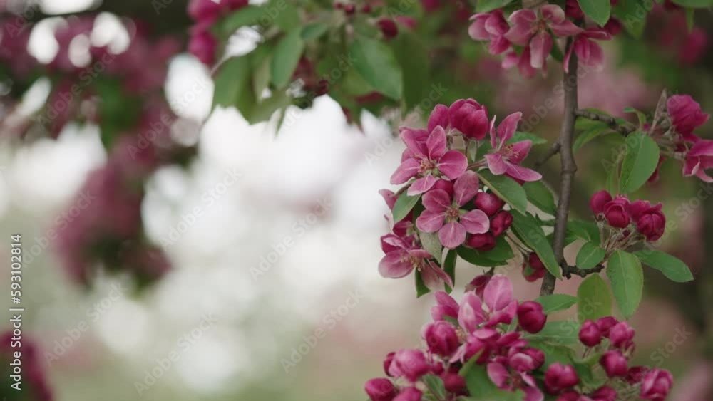 Slow motion handheld shot of spring magenta apple flowers closeup shot Slow motion handheld shot of spring magenta apple flowers closeup shot