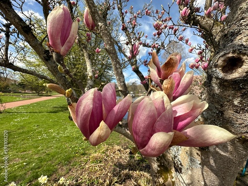 The beautiful japanese magnolia