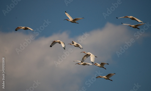 Familiar Patterns: A flock of American White Ibis steak across a cloudy blue sky in Saint Marys, Georgia
