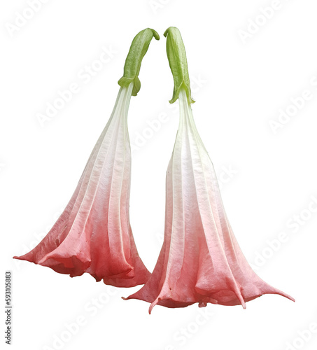 Trombeta de anjo, uma flor delicada e exuberante, que lembra uma trombeta celestial, de cor rosa e branco, e perfume suave que atrai abelhas em busca do seu néctar. Símbolo de pureza e beleza. PNG