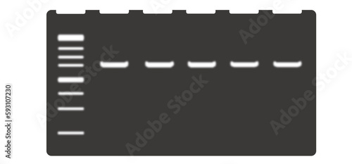 Illustration of gel electrophoresis for PCR visualization