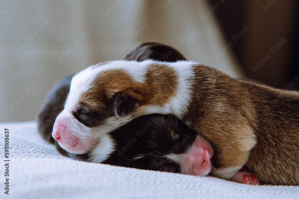 Two puppies are snuggled up to each other for several days from birth, sleeping on white blanket at home. Keeping and feeding pets. Dog breeding. Veterinary care during childbirth. Raising puppies.