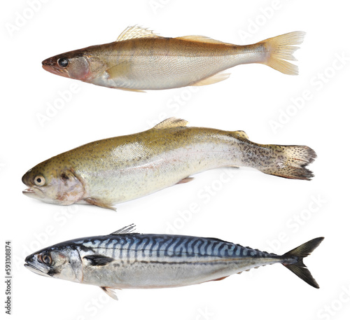 Collage with different types of raw fish on white background