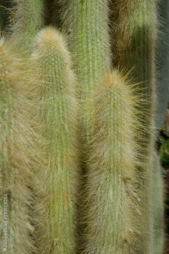 unusual cactus plant close up in garden unusual cactus plant close up in garden