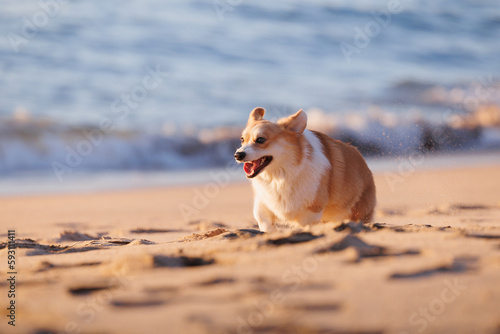 Funny welsh corgi pembroke running on the sandy beach