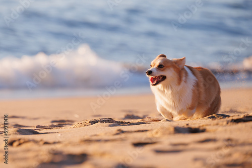 Funny welsh corgi pembroke running on the sandy beach