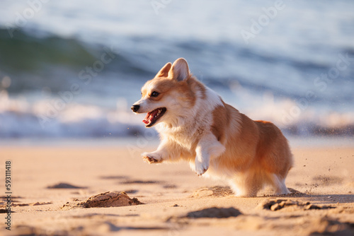 Funny welsh corgi pembroke running on the sandy beach