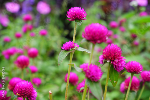 Pink flower with blur background © hujan