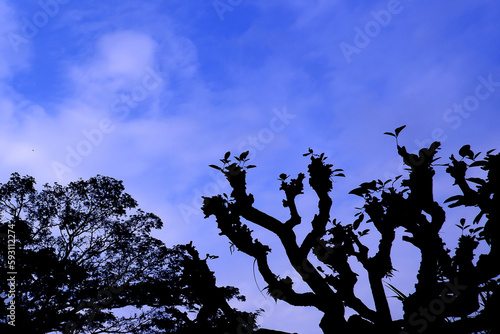 tree silhouette against blue sky background