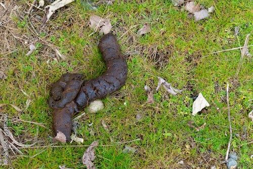 An image of a pile of dog poop after the dog owner failed to clean up behind the pet. photo