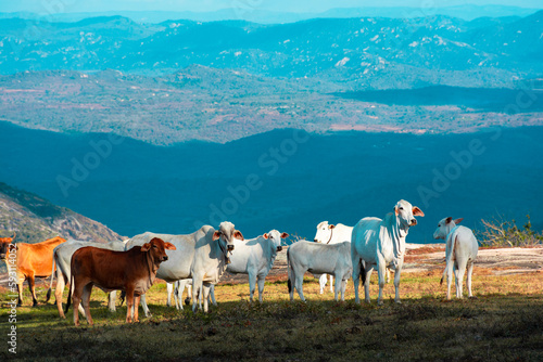 Herd of cattle in the mountains, composing a beautiful mountain landscape